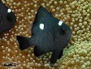 dakocan fish