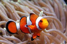 Clownfish nemo