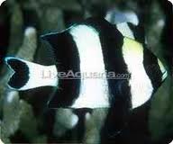 zebra fish